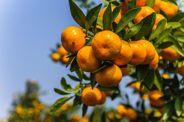 Orange fruit closeup in autumn 