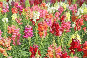 Antirrhinum flower closeup, Snapdragon flower in the garden