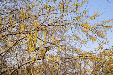 Flowering hazel hazelnut. Hazel catkins on branches.