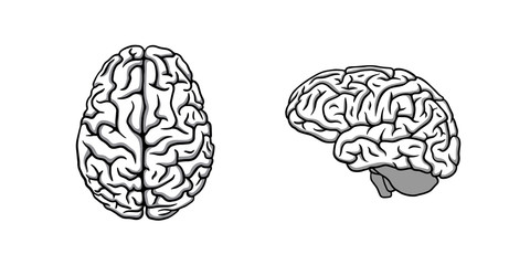 Black & white human brain in two perspectives illustration