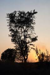 Silhouette tree at evening sunset background