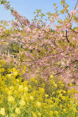 Spring Landscape of Pink Cherry Blossoms in vertical frame
