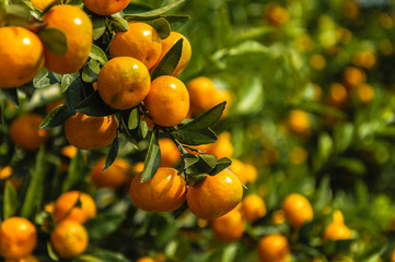 Orange fruit closeup in autumn 