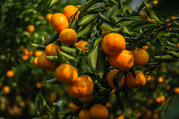 Orange fruit closeup in autumn 