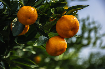 Orange fruit closeup in autumn 