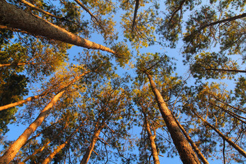 Fototapeta premium beautiful pine forest .