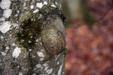 Parkbaum mit Flechten