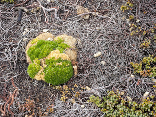 large scoops Balsam Bog, Bolax gummifera is typical plant for the Falkland / Malvinas