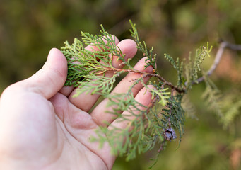 Thuja in hand on nature