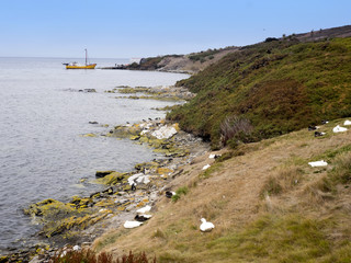 foggy coast Carcass island, Falkland-Malvinas