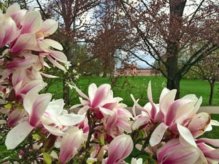 Magnolie Schloßpark Wiesbaden Biebrich