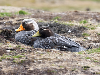 Flying Steamer Duck, Tachyeres patachonicus, on some islands is plentiful, Carcass Island,...