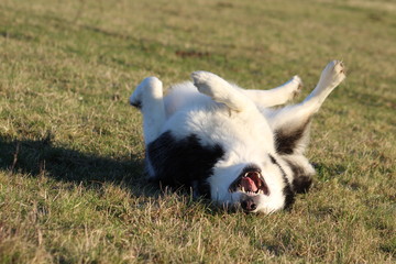 Naklejka na ściany i meble Dog Laughing - Alaskan Malamute