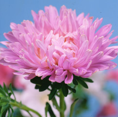 Lush fresh pink flower aster on blue background