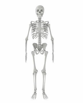 3d rendering illustration of a sceleton
