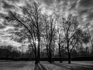 Naklejka premium Looking up to the sky through trees.