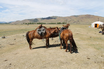 Saddled Mongolian Horses