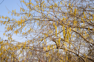 Flowering hazel hazelnut. Hazel catkins on branches.