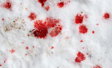 red blood on the snow