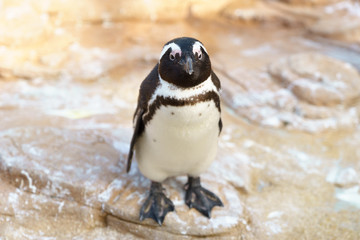 ケープペンギン　神戸どうぶつ王国