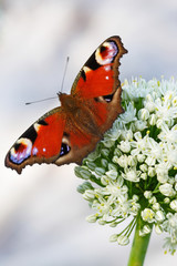 Butterfly on White Allium Flower