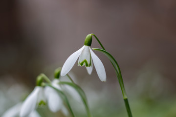 Perce neige
