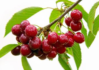 Cherries hanging on a cherry tree branch.