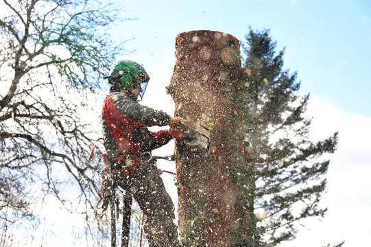Baumfäller bei der Arbeit an einer Tanne mit Motorsäge und Absturz-Sicherung