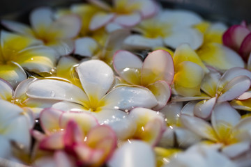 Temple flower soak in water. In Closeup.