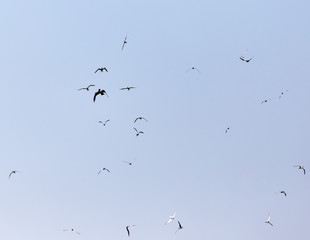 seagull flying over the eagle in the sky