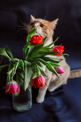 Red cat smells red tulips in glass vase