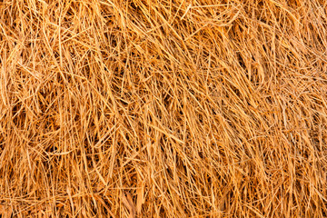 Dried straw background - Dried straw post harvest.