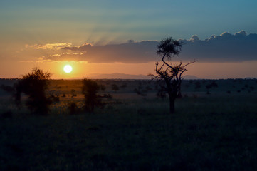 Naklejka na ściany i meble Sunset over the savanna