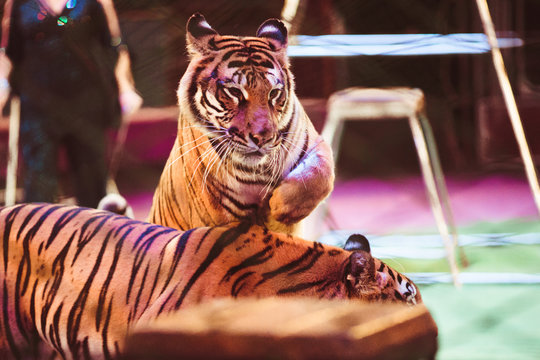 Tiger jumps over another tiger on ring in circus