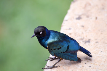 Great Choucador on a low wall