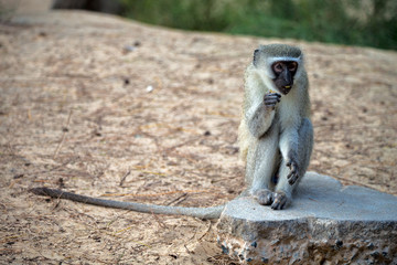in south africa      wildlife  nature    and   monkey