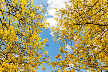 yellow flowers bloom