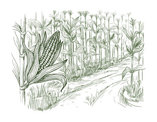 Obraz premium Hand drawn vector illustration sketch cornfield with a road between fields