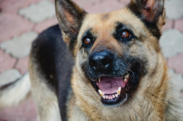The German Shepherd is happy that her play