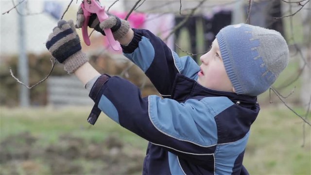 Boy secateurs cutting branch/boy in the spring garden cherry tree pruner cuts
