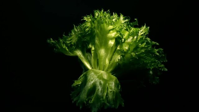 Still life composition with spinning bunch of fresh green salad isolated on black background. Healthy diet. Close-up rotation in 4K Ultra HD 3840x2160
