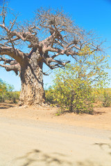    in south africa   street and baobab