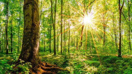 Wald im Frühling mit strahlender Sonne