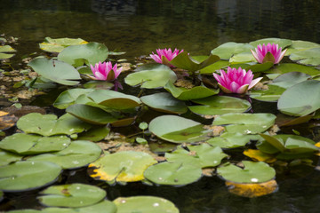 Flowers and pond 2