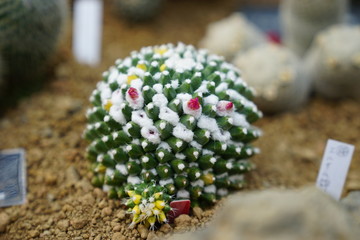 サボテン　咲くやこの花館