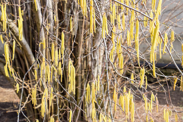 Fototapeta premium Flowering hazel hazelnut. Hazel catkins on branches.