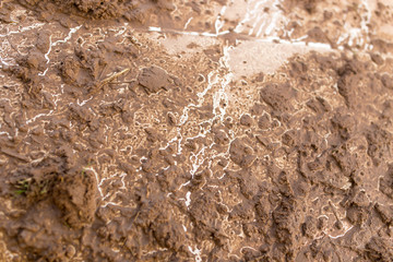 dirt on the cars SUV