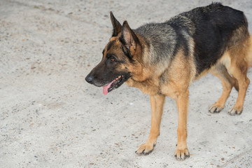 Fototapeta na wymiar German shepherd dog portrait on concrete floor background. Alsatian dog look at for someting