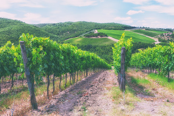 Fototapeta na wymiar The Vineyards Of Tuscany