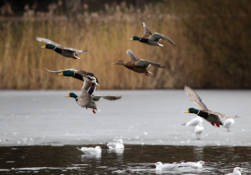Mallard ducks flying in the sky and standing on ice
